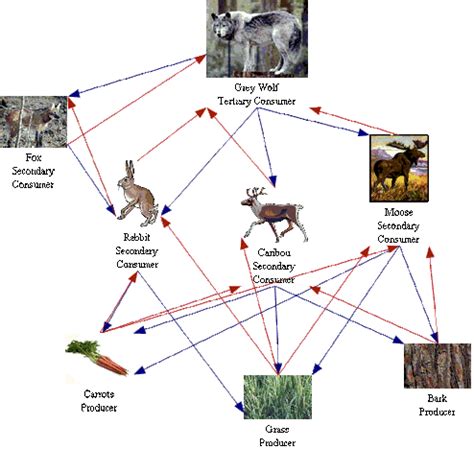 Ecosystem - The gray Wolf by Diego chavez