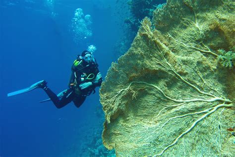 Behind Gorgonian | Red Sea Diving Tiran. Laguna | Andreas Metz | Flickr