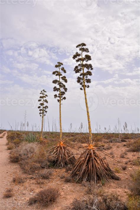 Arid landscape view 14788034 Stock Photo at Vecteezy