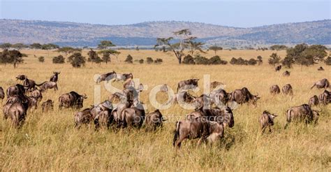 Beautiful African Landscape Stock Photo | Royalty-Free | FreeImages