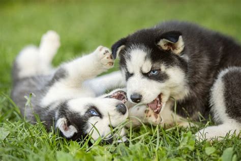 Cute Husky Puppies are Playing Together in Grass. Playful Puppies ...