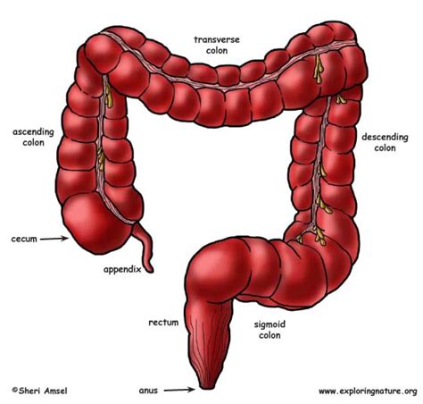 Large Intestine (Colon)