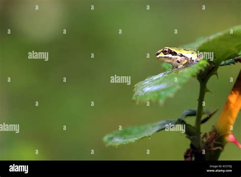 Pacific tree frog Stock Photo - Alamy