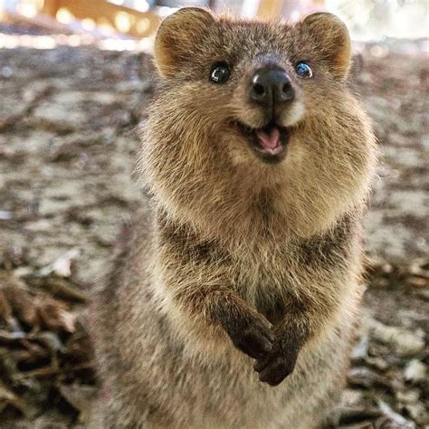 What’s a Quokka to Do? – Lee Duigon