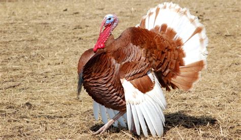 8 Friendliest Turkey Breeds for Your Farm - The Hip Chick