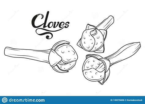 Hand Drawn Cloves Plant, Spicy Ingredient, Cloves Logo, Healthy Organic Food, Spice Clove ...