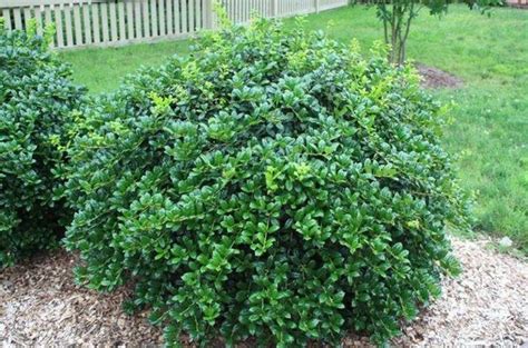 Evergreen Shrubs For Shade | Top 17 Choices - PlantingTree | Shade ...