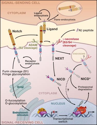 The Canonical Notch Signaling Pathway: Unfolding the Activation Mechanism: Cell