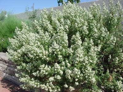 80 best Plants - Central Oregon Natives images on Pinterest