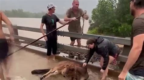 Cairns flooding: Powerful moment Aussie locals save a cow from raging ...