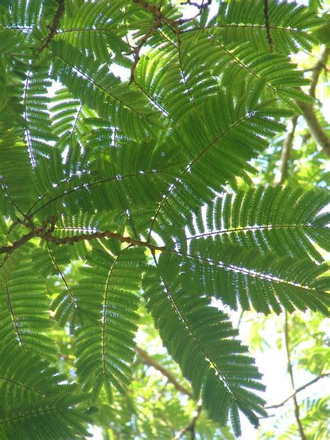 ~PETAI~ Parkia speciosa YONGCHAAK ~ from THAILAND Stink Bean Tree Starter Plant | eBay