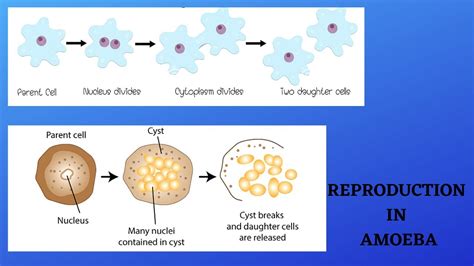 REPRODUCTION IN AMOEBA ( अमीबा में प्रजनन ) - YouTube