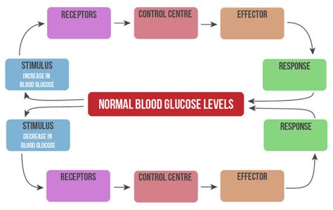 Blood Glucose Regulation DIAGRAM LABEL, Blood glucose regulation ...