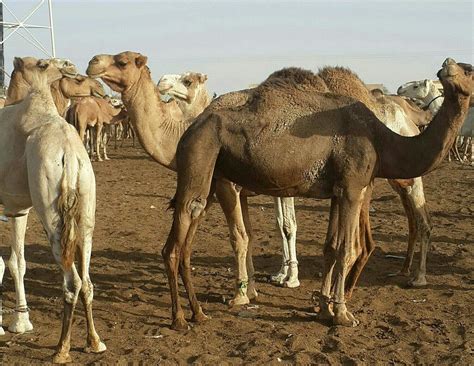 Plage de Nouakchott - 2019 All You Need to Know BEFORE You Go (with Photos) - TripAdvisor ...