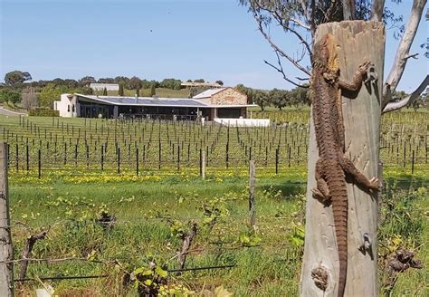 Angove Family Winemakers - Our Story - News