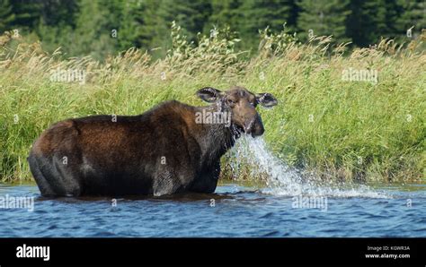 Allagash Wilderness Waterway Stock Photo - Alamy