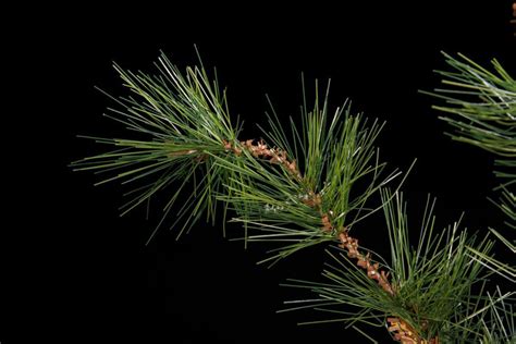 Artificial Rocky Mountain Pine Tree | TreeScapes & PlantWorks