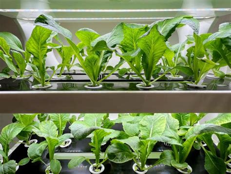 Indoor Hydroponics Guide | Food Network | Food Network