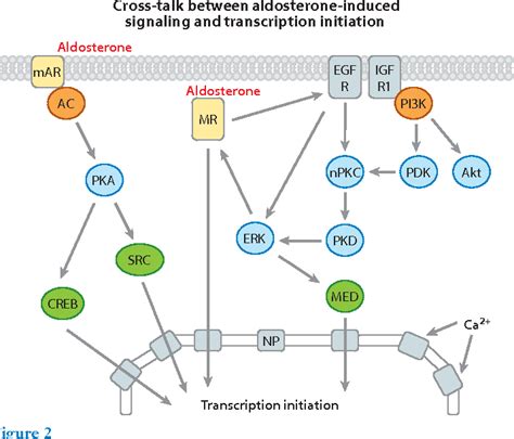 Figure 1 from Mechanisms underlying rapid aldosterone effects in the kidney. | Semantic Scholar