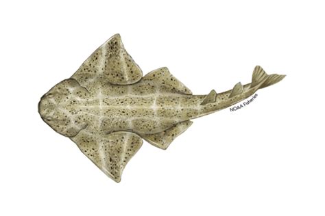 Common Angelshark | NOAA Fisheries