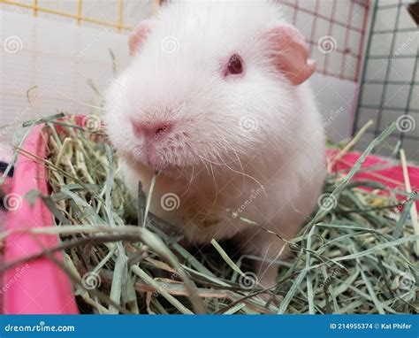 Guinea Pig Eating Hay stock photo. Image of timothy - 214955374