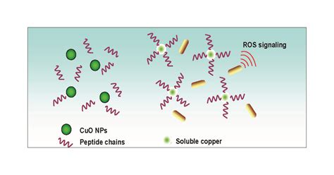 Cytotoxic Origin of Copper(II) Oxide Nanoparticles: Comparative Studies ...