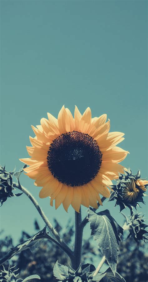 720P Free download | for iPhone. best floral from tumblr. Sunflower , Sunflower , Sunflowers ...