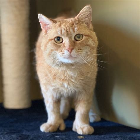 nci1065-otis-male-young-orange-tabby-polydactyl-cat-adk | Animal League