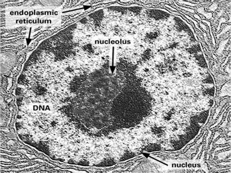 Cellular Biology and microscopy - ppt download | Animal cell structure, Cell organelles ...
