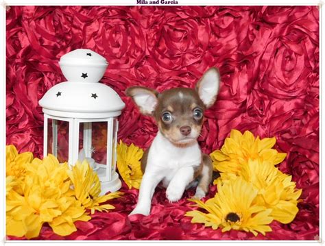 Blue Chihuahua Puppies For Sale | ChiChiBabies Chihuahuas