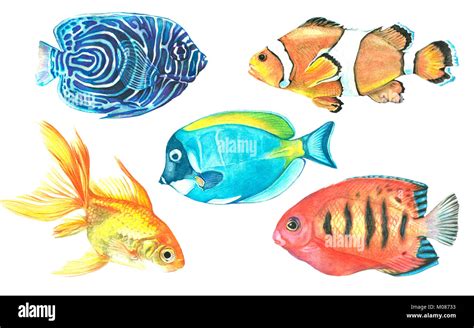 A collection of tropical fish painted with watercolor. Illustrations of ...