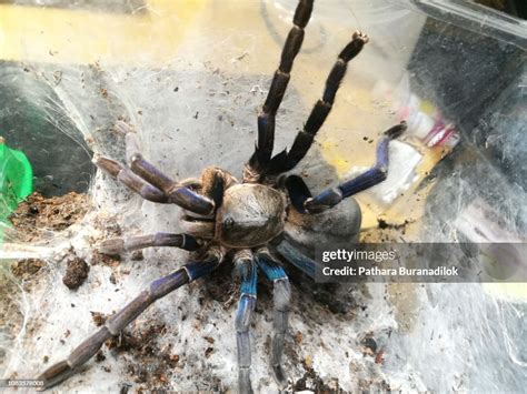 Beautiful Blue Tarantula High-Res Stock Photo - Getty Images