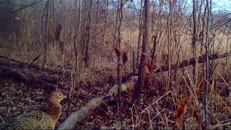 Crow's Nest: A year's view from the trail camera - Natural Lands