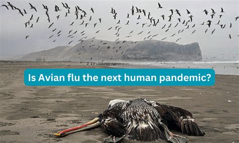 Avian flu: Is it the next human pandemic?