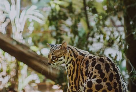 Freiwilligenarbeit - Wildlife in Puerto Viejo (Costa Rica ) - wayers