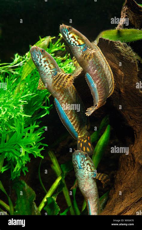 Rainbow snakehead (Channa bleheri), group in aquarium Stock Photo - Alamy