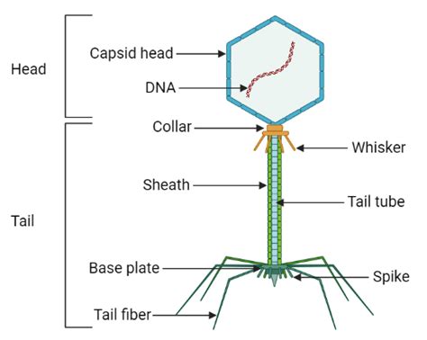 Life Cycle of Bacteriophage | Lytic Cycle | Lysogenic Cycle | Induction