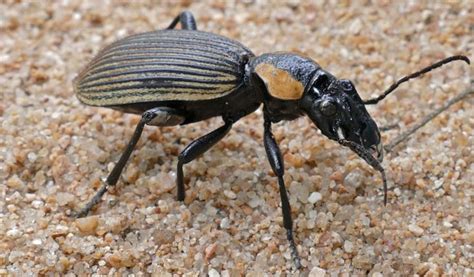 Ground Beetle - Facts, Information & Pictures