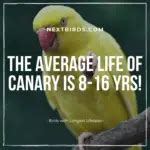 Birds with Longest Lifespan - 8 Longest Living Bird Pet - Next Birds