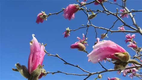 Magnolia Spring Nature - Free photo on Pixabay