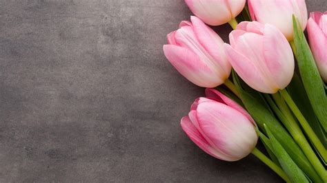 1920X1080 Tulips Wallpapers - Top Free 1920X1080 Tulips Backgrounds ...