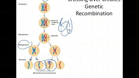 biology: Get Biology Genetic Variation Gif