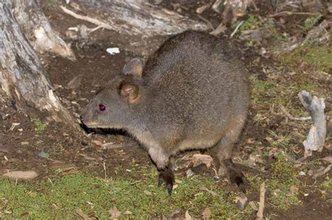 Tasmanian Pademelon Thylogale billardierii