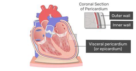 Pericardium - Structure & Function