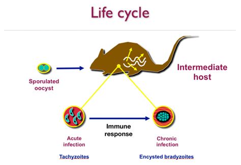 Toxoplasmosis and cats | International Cat Care