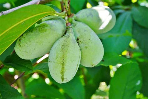 Paw paw Tree Seeds for Planting | 6 Seeds | Edible Fruit Tree, Made in USA. Ships from Iowa. Fun ...