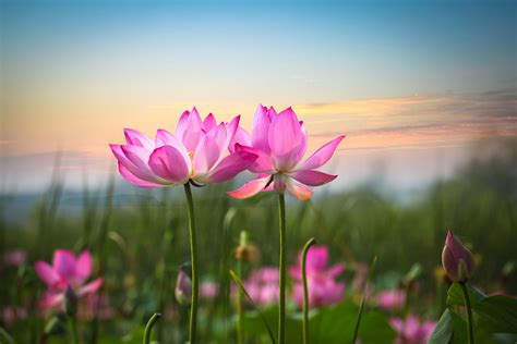 Zen Lotus Flower Pink Wallpapers - Top Free Zen Lotus Flower Pink Backgrounds - WallpaperAccess