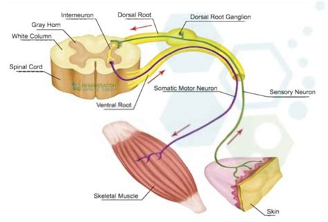 What is A Motor Neuron? Motor Nerves & Innervation