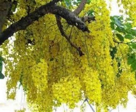 Cassia fistula seeds -Indian Laburnum seeds at Rs 450/kilogram | Forestry Seeds in Chennai | ID ...