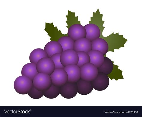 Grapes fruit isolated on white background Vector Image